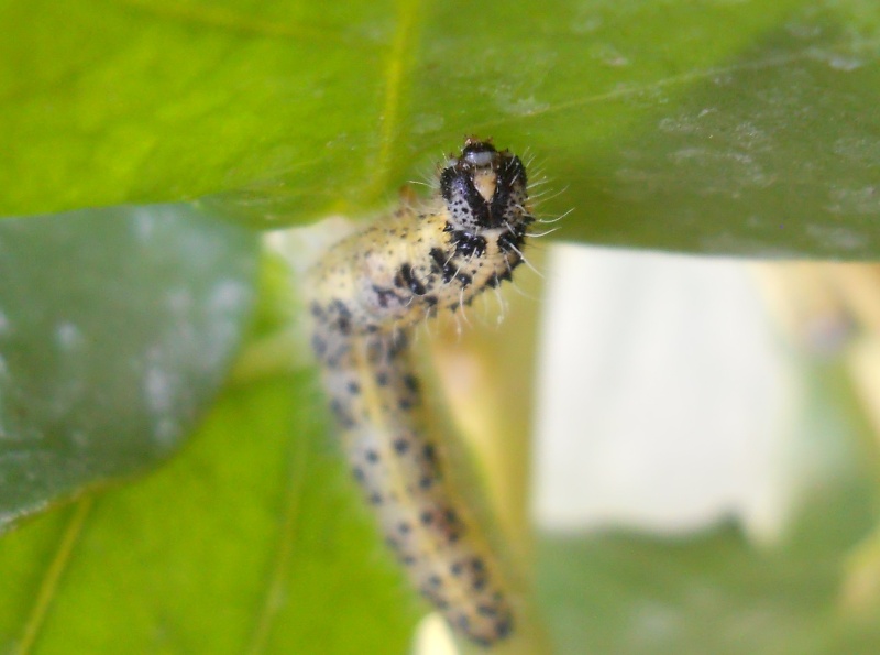 Larve di Pieris brassicae su cappero